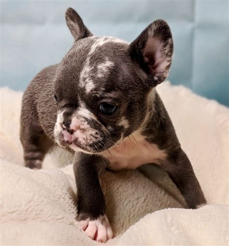 Why a Gucci French Bulldog Puppy Is the Perfect Pet